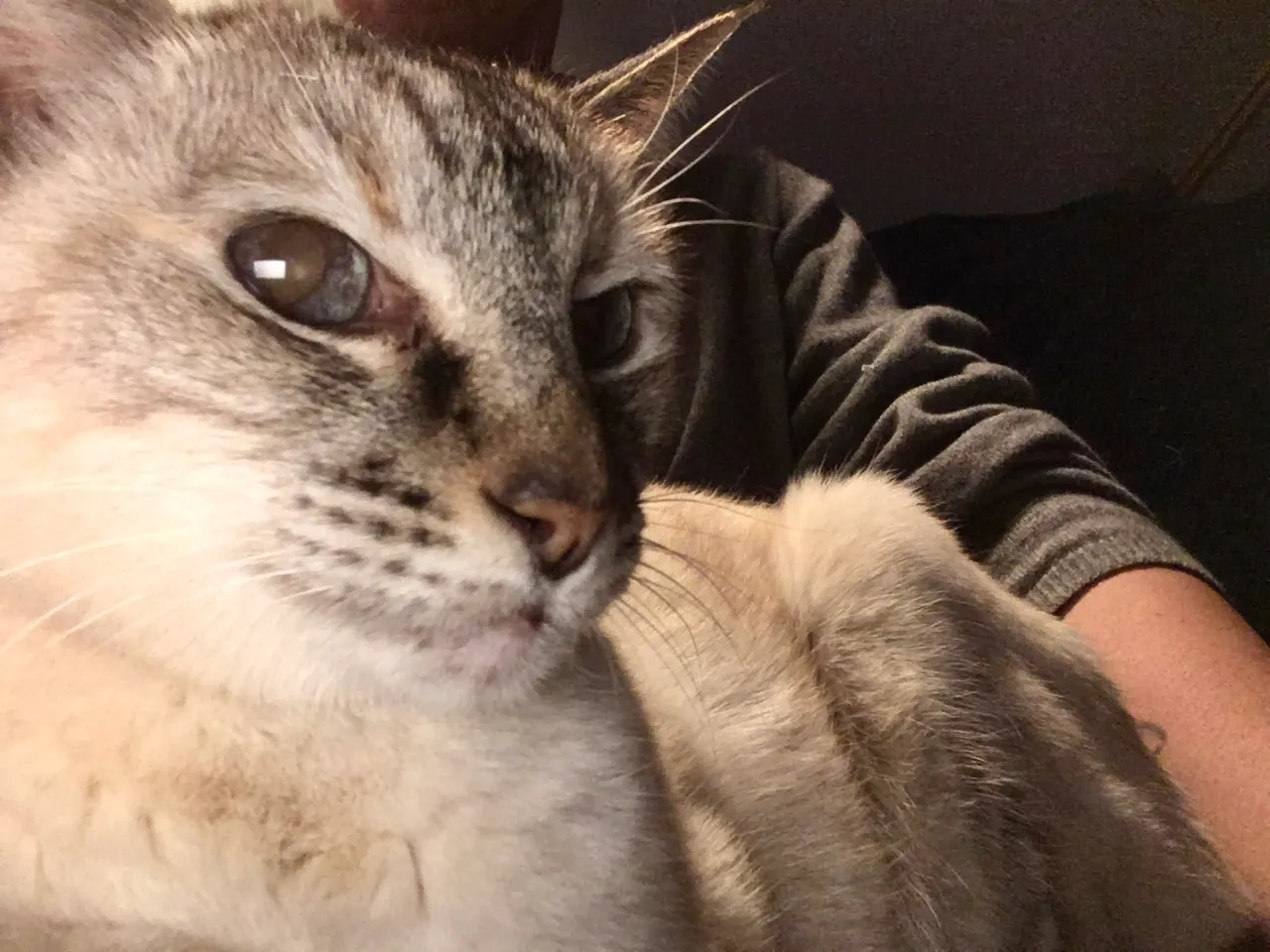 Katze