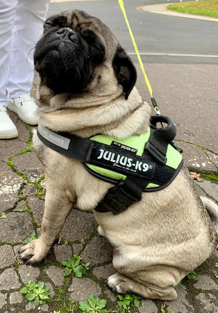 Hund