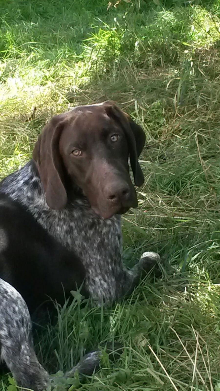 Hund