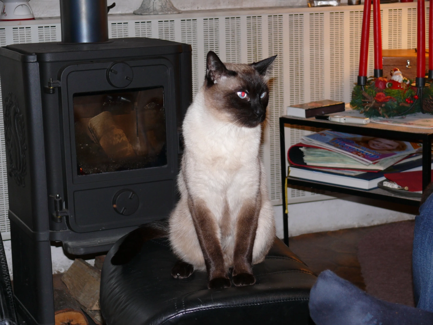 Katze