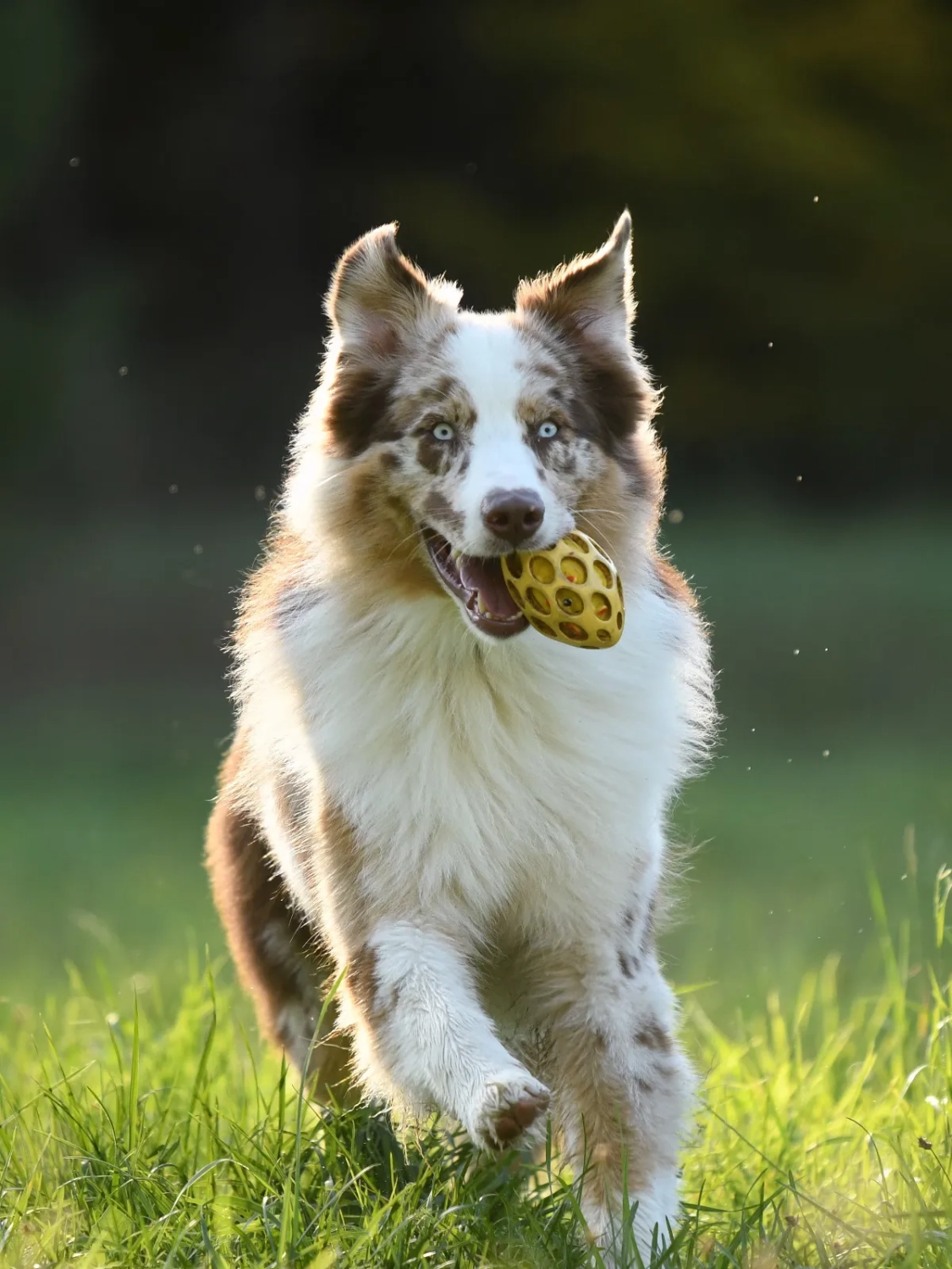 Hund