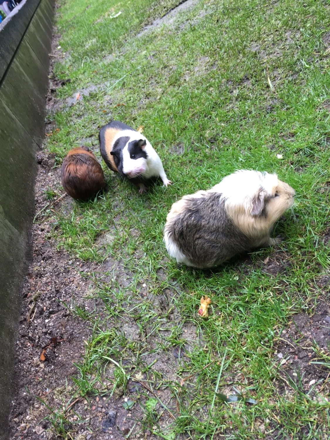 Kaninchen