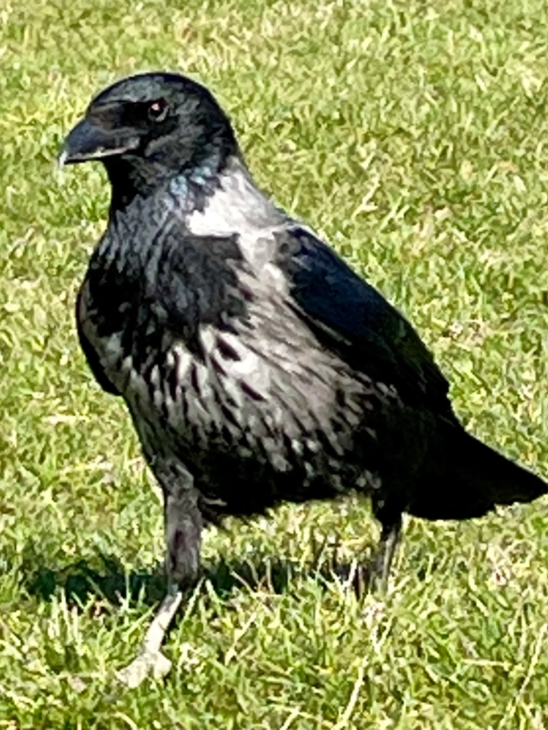 Krähe